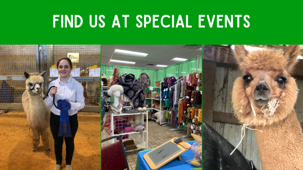 three event pictures - girl holding blue ribbon with alpaca, craft event booth, alpaca closeup.