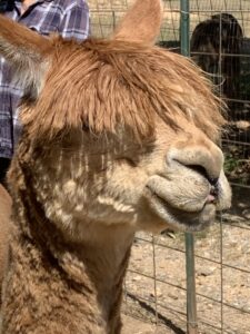 Close-up alpaca grin - visit alpacas at Breezy Hill and see one in person!